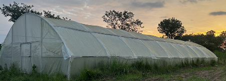 Polytunnel structure at the Eggcellent Farms site at sunset